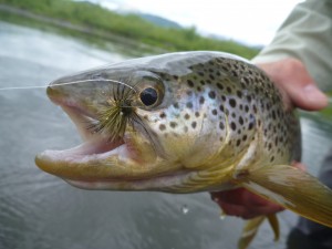 Brown Trout and Green Drake