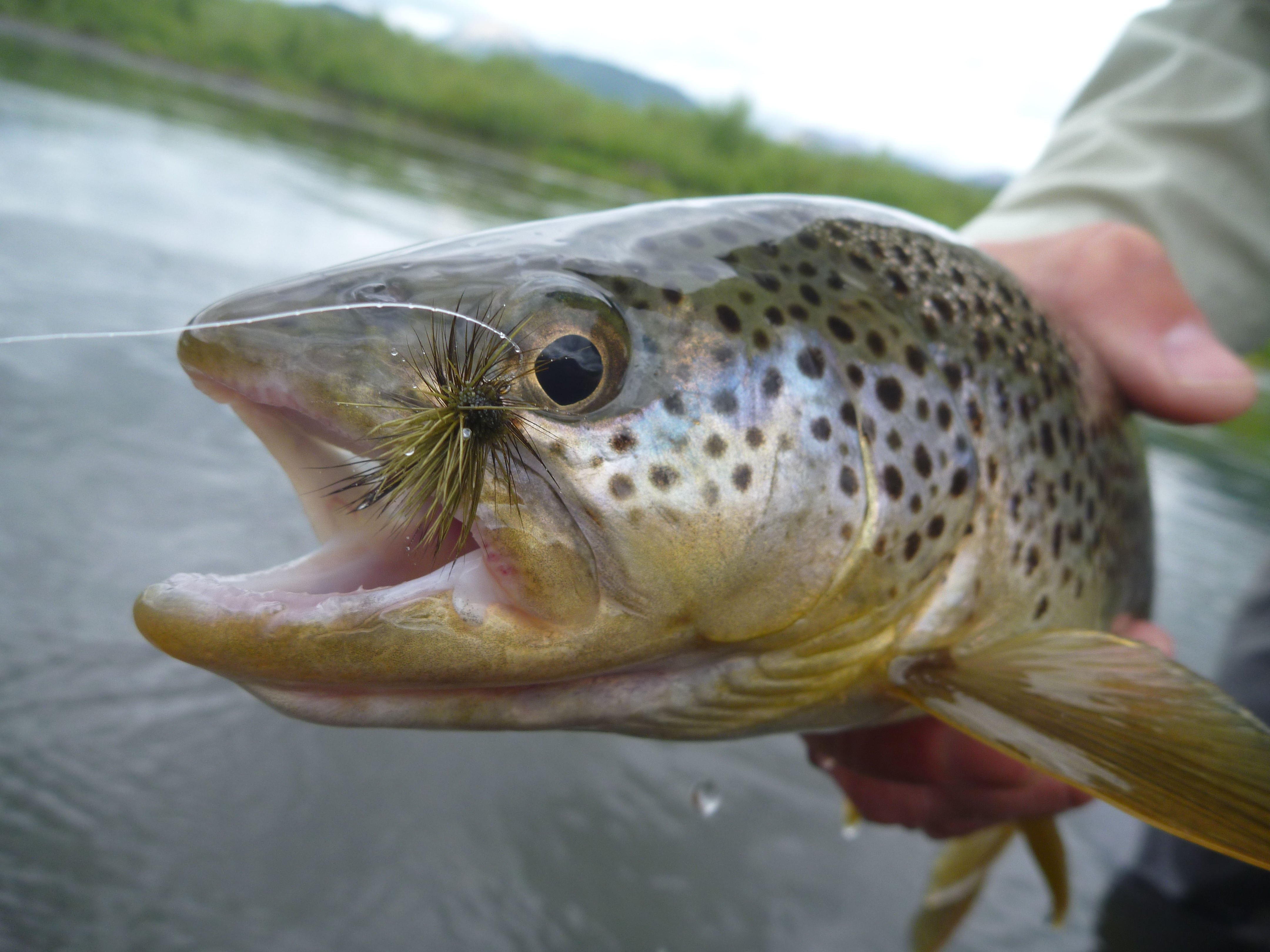 How to: Keep Your Dry Fly Floating