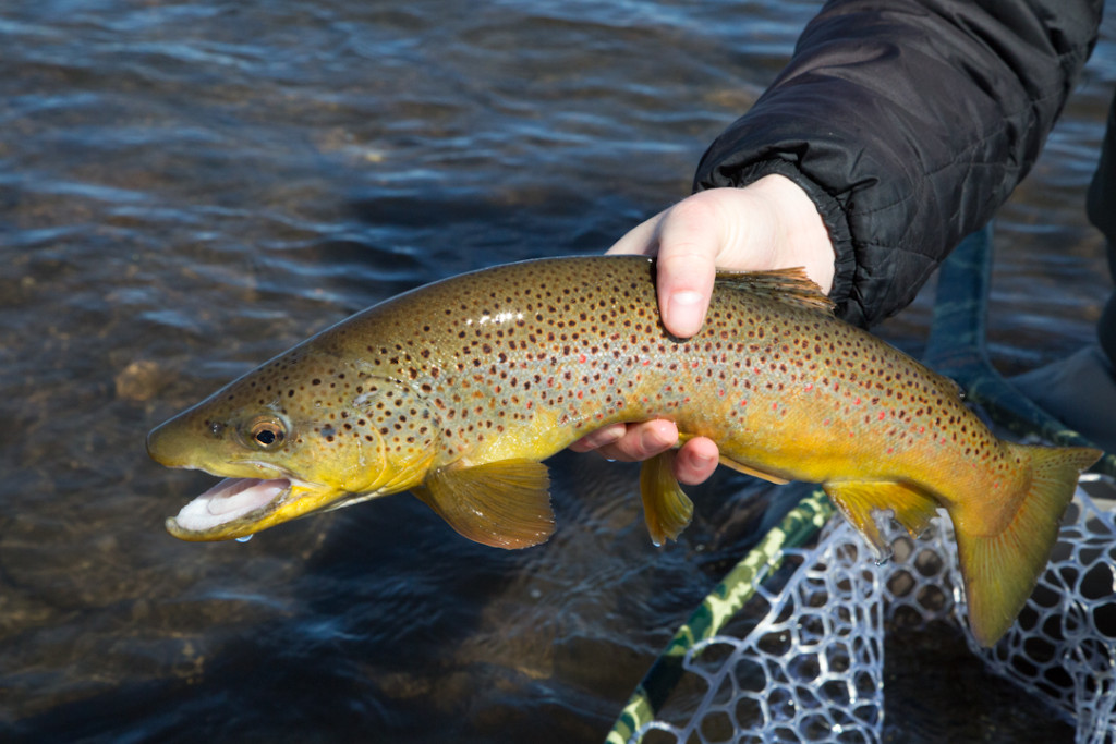 Aimee with a Gunnison River brown trout.