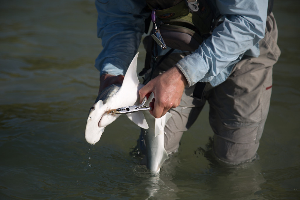 Taking the hook out of a bonnethead shark in the Florida Keys.