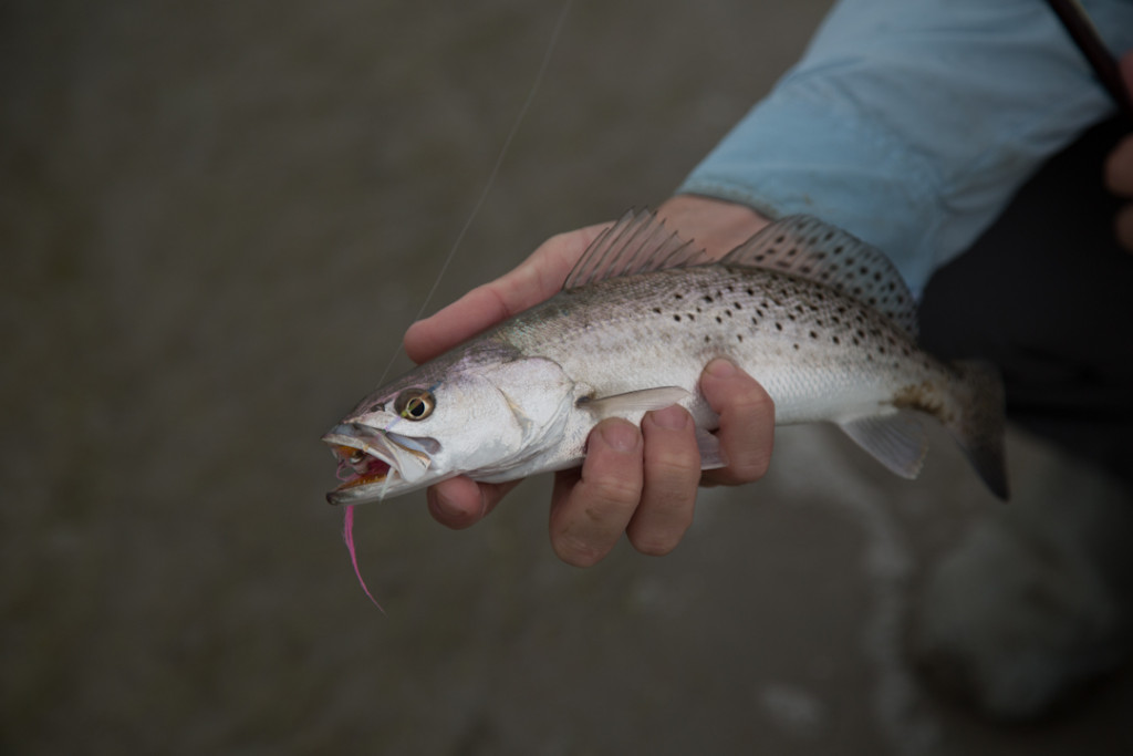 Speckled trout love flies, we caught a bunch of them, but no biggies.